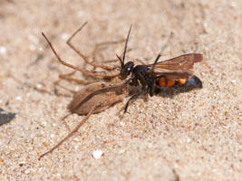 Anoplius viaticus-Pisaura mirabilis